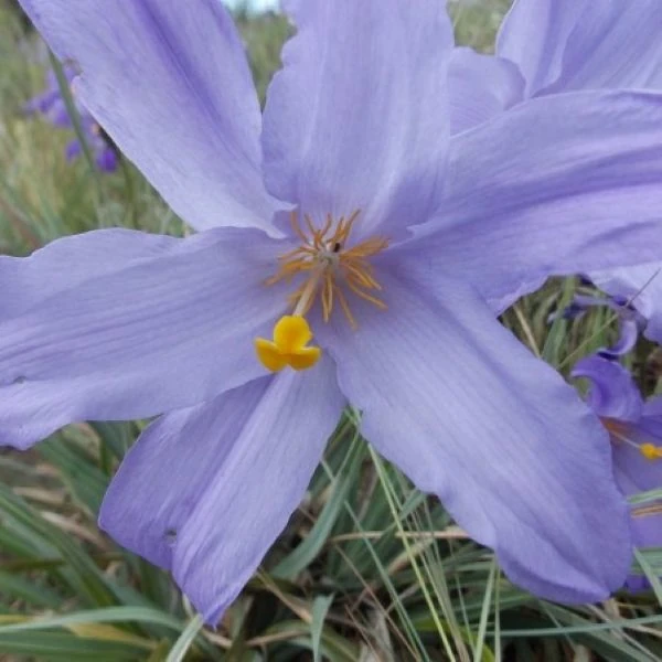 Зображення Велозія луската - Vellozia squamata