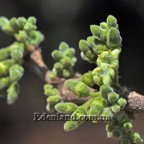 Изображение Вангерия несчастная - Vangueria infausta