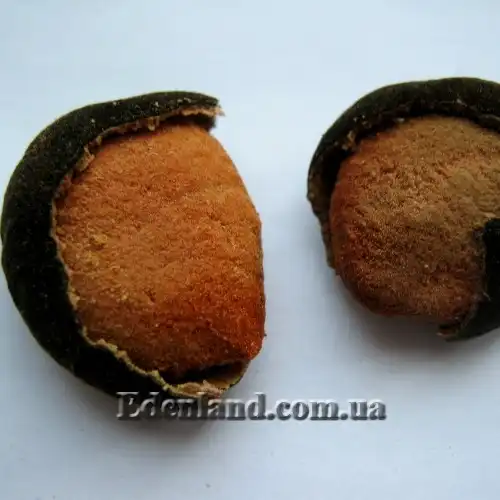 Изображение съедобная мякоть