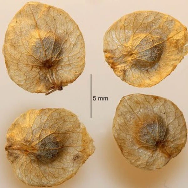 Изображение Атриплекс садовый  - Atriplex hortensis