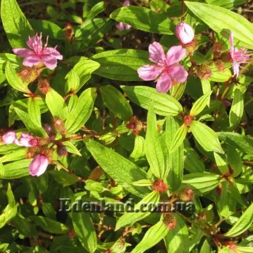 Изображение Меластома малабарская - Melastoma malabathricum