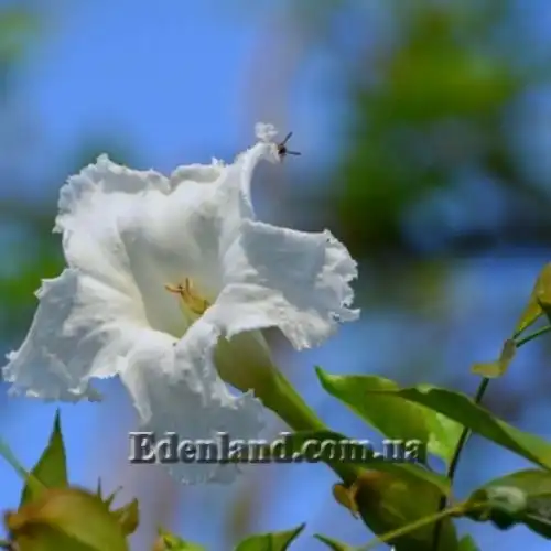 Изображение Долихандрона мелкопильчатая - Dolichandrone serrulata