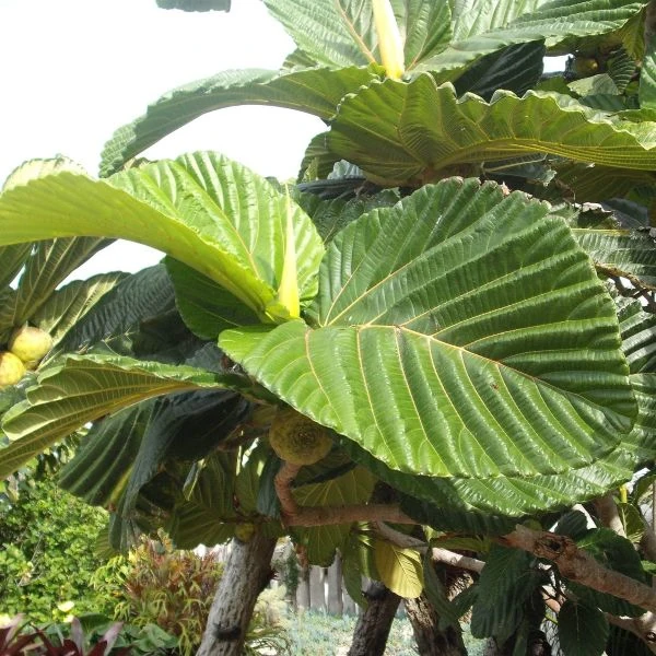 Изображение Фикус Бруса - Ficus brusii 