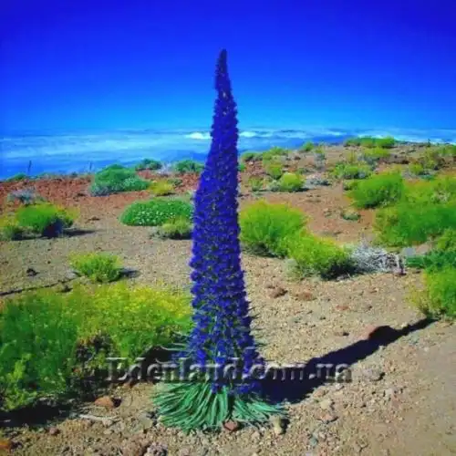 Зображення Ехіум Блакитні Башти - Echium Blue Towers