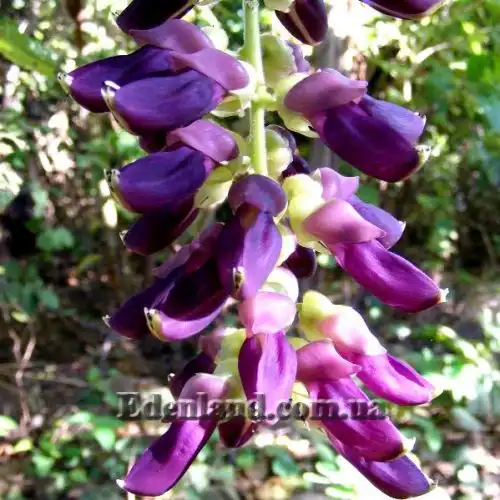 Изображение Мукуна жгучая - Mucuna pruriens