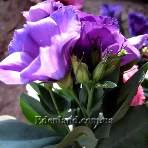 Изображение эустома лавандовая