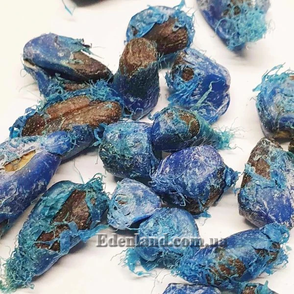 Зображення Арилюс на насінні Равенали мадагаскарської