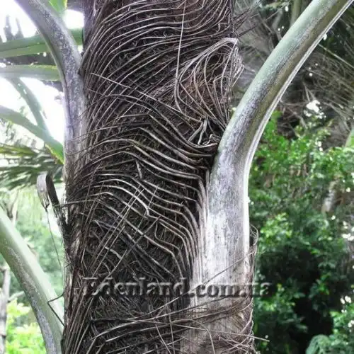 Изображение Валличия (валлихия) двухрядная - Wallichia disticha