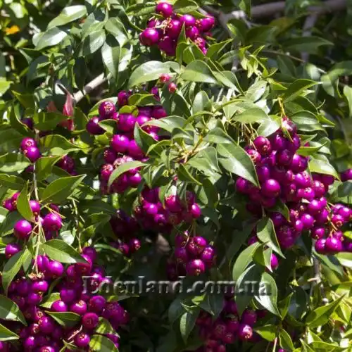 Изображение созревающие плоды