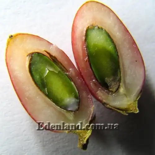 Изображение плод в разрезе