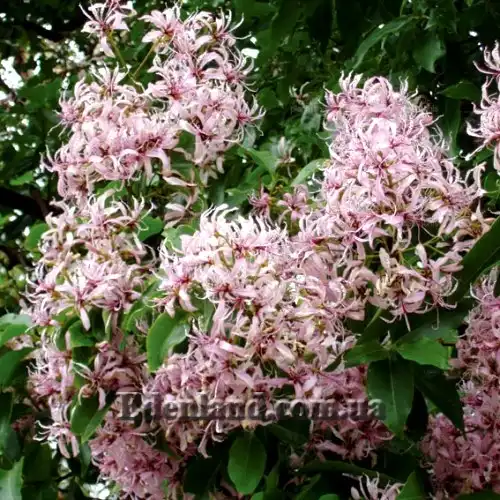 Изображение цветение