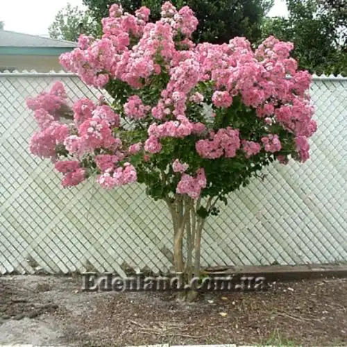 Изображение Лагерстремия индийская - Lagerstroemia indica 