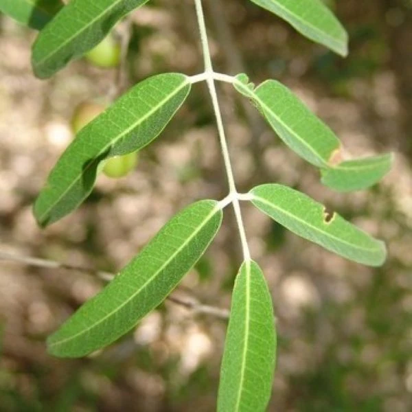 Зображення лист