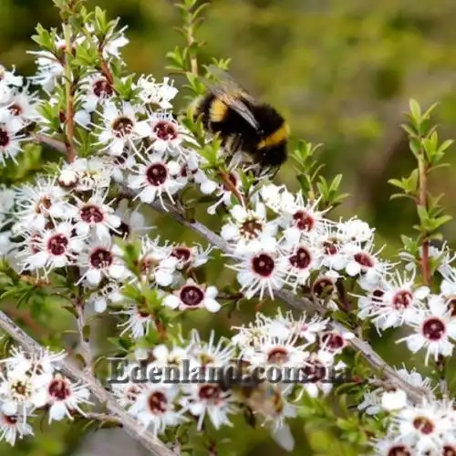 Изображение Кунцея вересковая - Kunzea ericoides