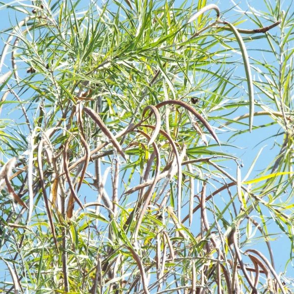 Зображення Хілопсис лінійний - Chilopsis linearis 