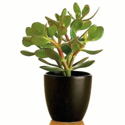 Как сформировать красивую крону денежного дерева?