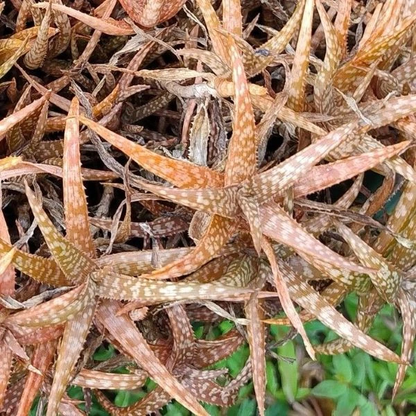 Изображение Алоэ Рауха  - Aloe rauhii