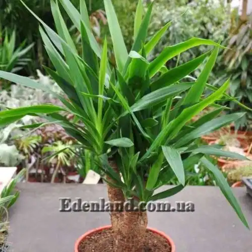 Изображение Юкка гигантская - Yucca gigantea