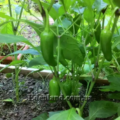 Зображення Перець Халапеньо - Jalapeno Pepper