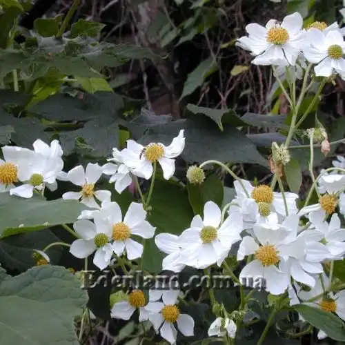 Зображення Монтаноа гібіскусолістна - Montanoa hibiscifolia