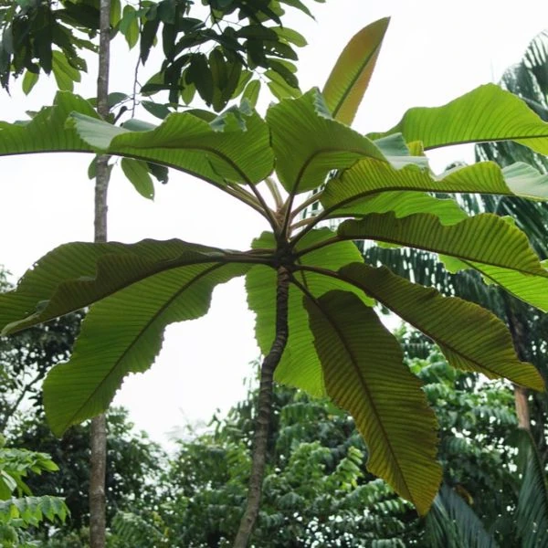 Изображение Дилления пятипестичная  - Dillenia pentagyna 