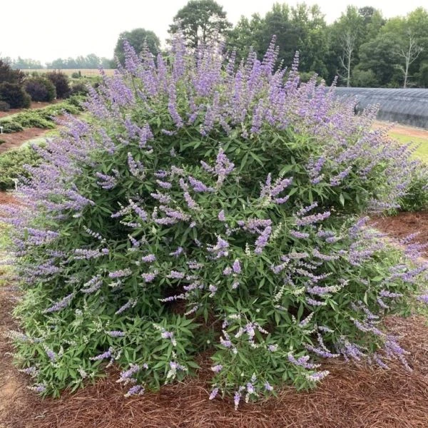 Изображение Витекс священный  - Vitex agnus - castus