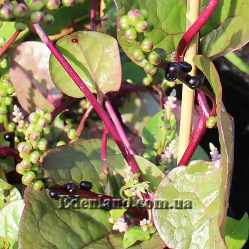 Изображение Базелла белая (красная) - Basella alba (rubra)