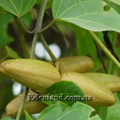 Изображение Дрежея вьющаяся - Dregea volubilis