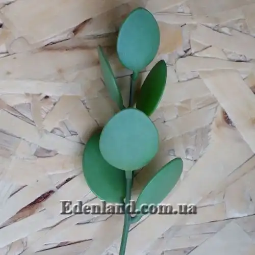 Зображення Ксеросіціос данги - Xerosicyos danguyi