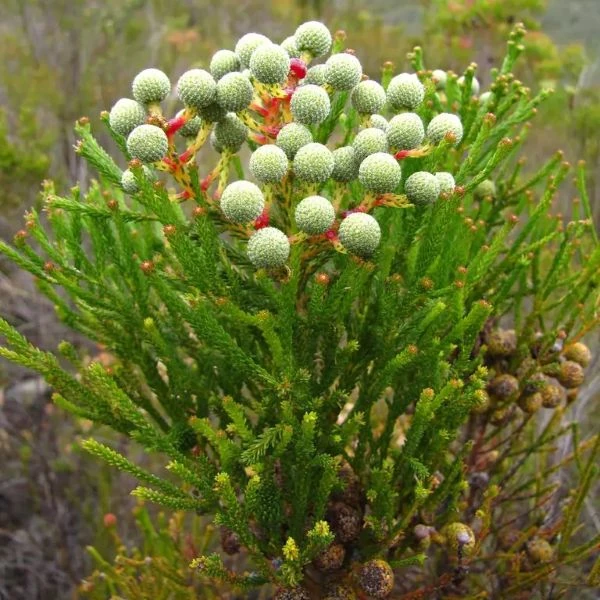 Изображение Берцелия Галпина - Berzelia galpinii