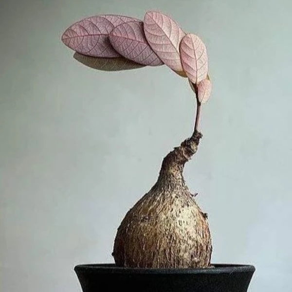 Зображення Філантус чудовий - Phyllanthus mirabilis 
