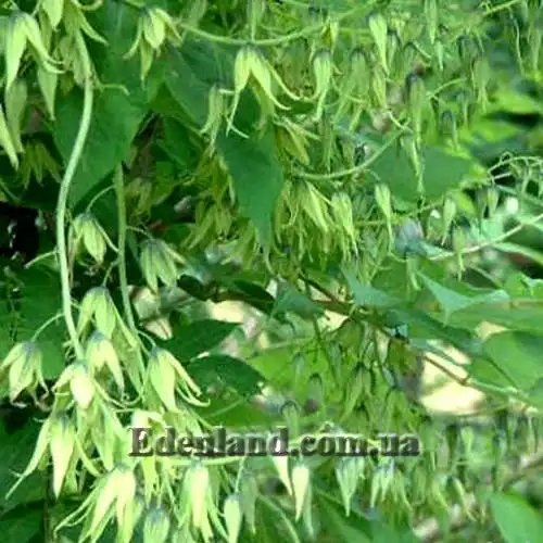 Изображение цветущее растение