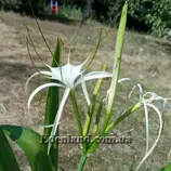 Изображение Гименокаллис Харриса - Hymenocallis harrisiana