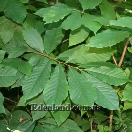 Изображение Азимина трехлопастная - Asimina triloba