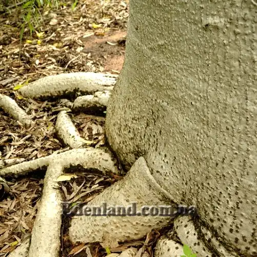 Зображення коріння та стовбур