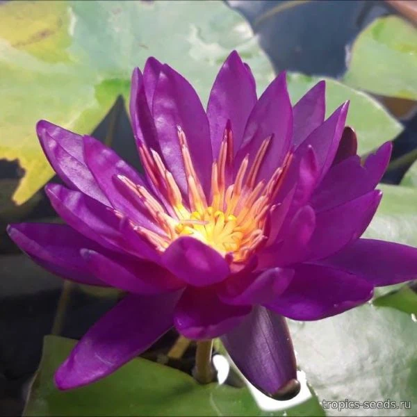 Зображення Німфея (Латаття) опушена пурпурова - Nymphaea pubescens 'Purple' 