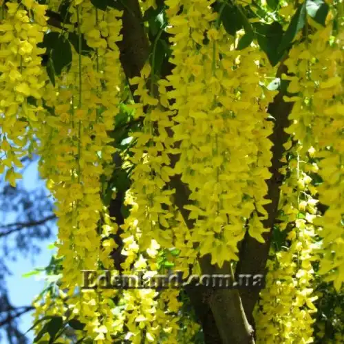 Лабурнум анагиролистный - Laburnum anagyroides