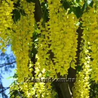 Зображення Лабурнум анагіролистний