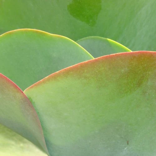 Зображення Каланхое Лусія - Kalanchoe luciae
