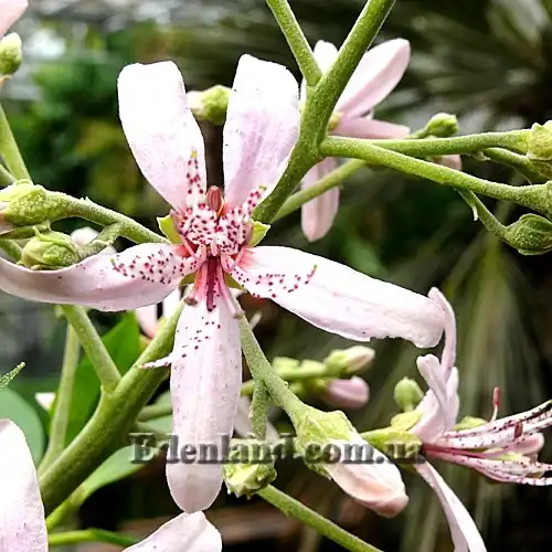 Изображение цветок