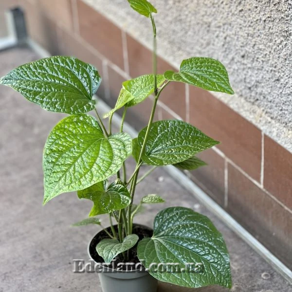 Зображення Перець гілчастий  - Piper sarmentosum