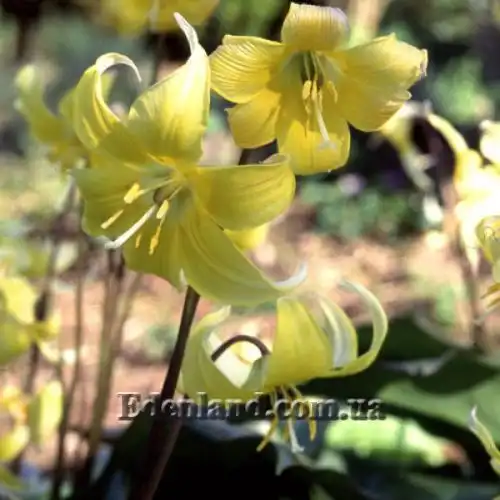 Зображення Еритроніум загорнутий Пагода - Erythronium revolutum Pagoda