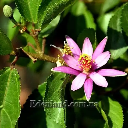 Изображение Гревия западная - Grewia occidentalis