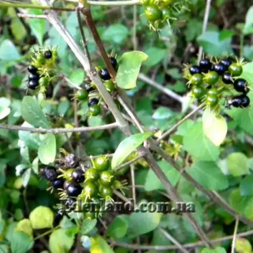 Зображення Паветта поникла - Pavetta revolute