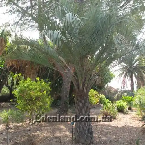 Изображение Бутия Ятай - Butia yatay