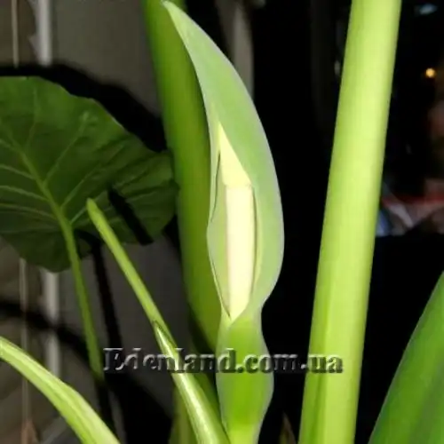 Изображение Алоказия пахучая - Alocasia odora