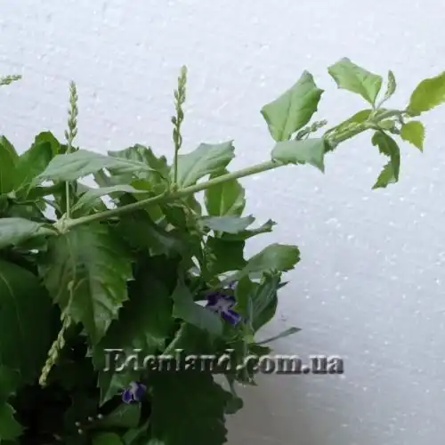 Изображение Дуранта ползучая - Duranta repens