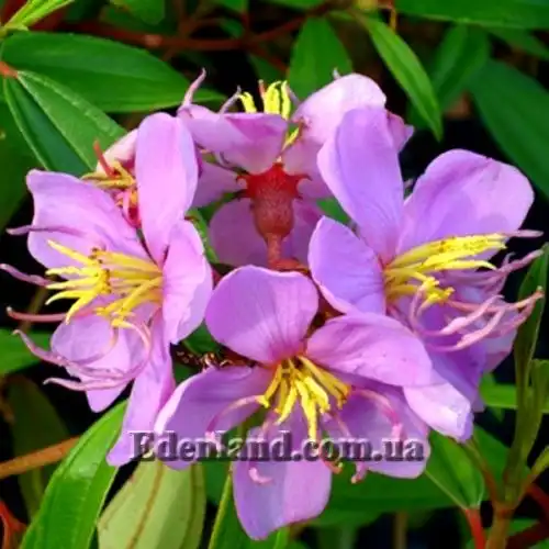 Изображение Меластома малабарская - Melastoma malabathricum