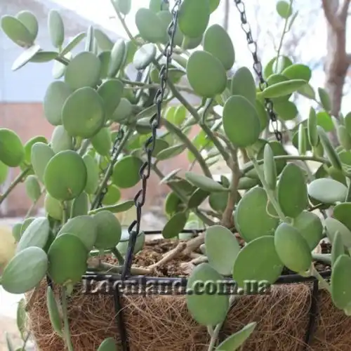 Зображення Ксеросіціос данги - Xerosicyos danguyi