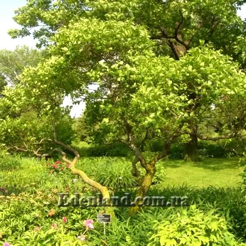 Зображення дерево в саду